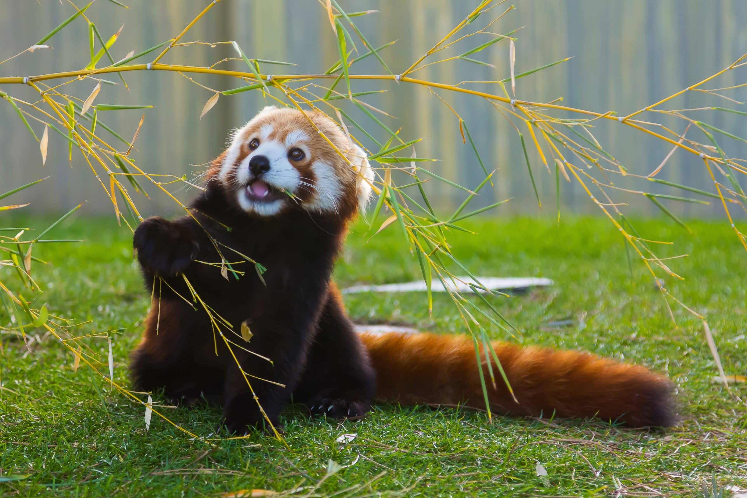 Connaître et Protéger le Panda Roux - CPPR