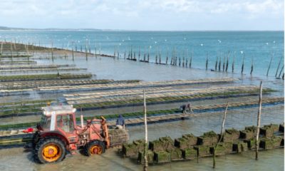 bassin arcachon huitres