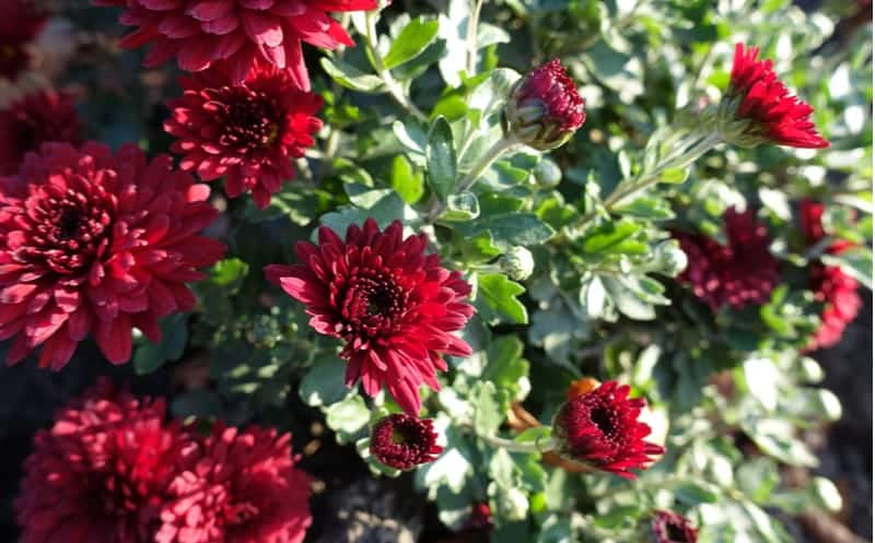 jardin botanique bordeaux