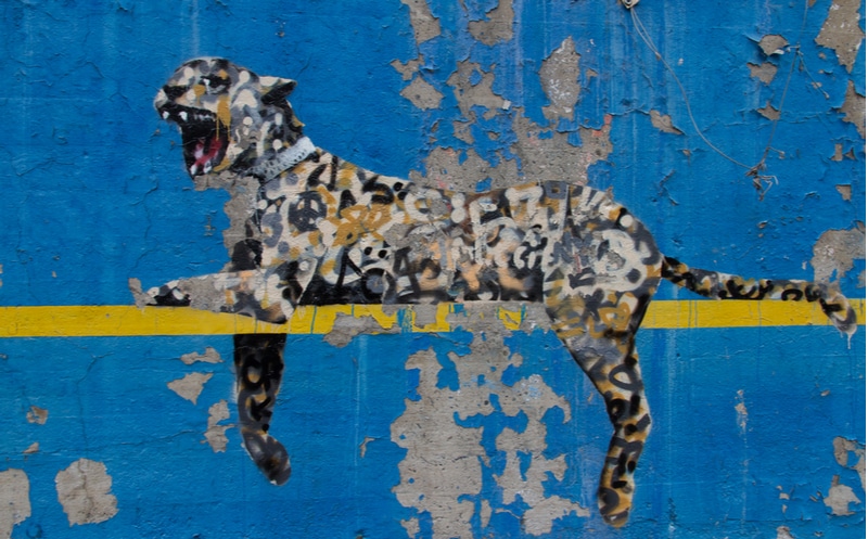 tigre banksy