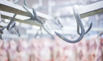 Abattoir de Bazas : Entre Allégations de Maltraitance Animale et Procédures de Contrôle