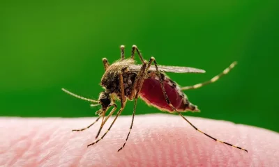 Confirmation de la présence du virus West Nile à Bordeaux