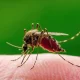 Confirmation de la présence du virus West Nile à Bordeaux