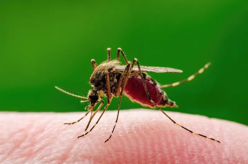 Confirmation de la présence du virus West Nile à Bordeaux